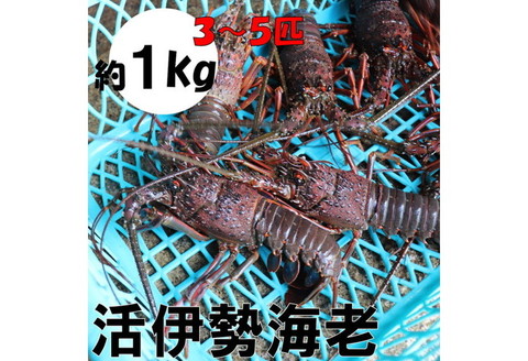 【0348-2】天然活伊勢海老 約1kg(御坊産)