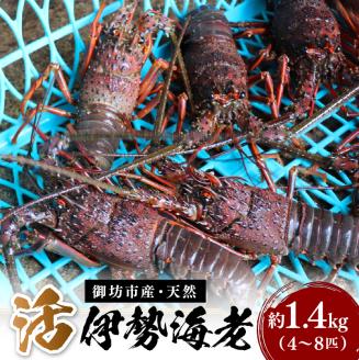 【0349-1】天然活伊勢海老 約1.4kg(御坊産)《先行予約》【配送不可地域：北海道・青森・秋田・岩手・沖縄・離島】
