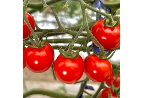 【0910-3】ミニトマト（キャロルセブン）2kg≪先行予約2025年11月より順次発送予定≫