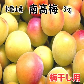 【1118-4】完熟青梅（生梅）紀州南高梅 3kg【梅干し用】《先行予約》