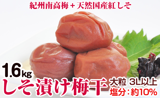【1125-2】しそ漬け梅干（紀州南高梅）1.6kg 大粒 3L以上 和歌山県産