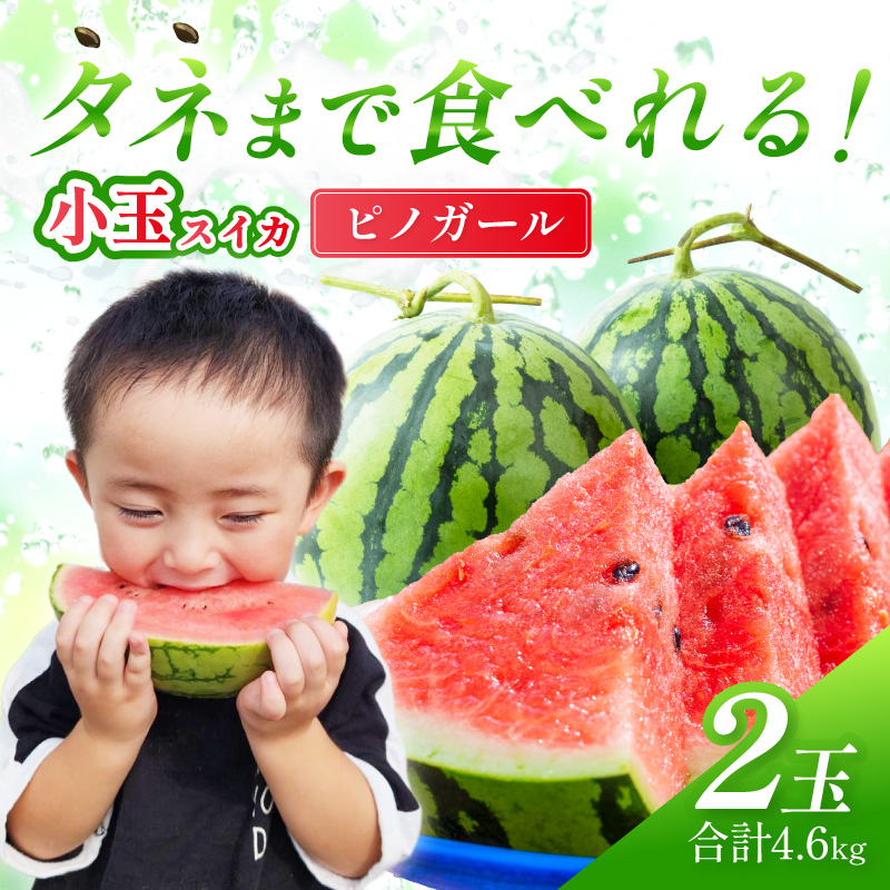 【1246】選び抜いた！小玉すいか　ピノガール　2L　2玉《先行予約》2026年6月上旬から順次発送予定【 配送不可地域：北海道・沖縄・離島】