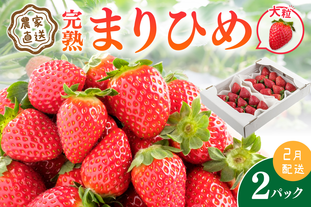 [1226_02]農家直送!大粒完熟まりひめ いちご 2パック(2月限定)配送不可地域[北海道・沖縄・離島]