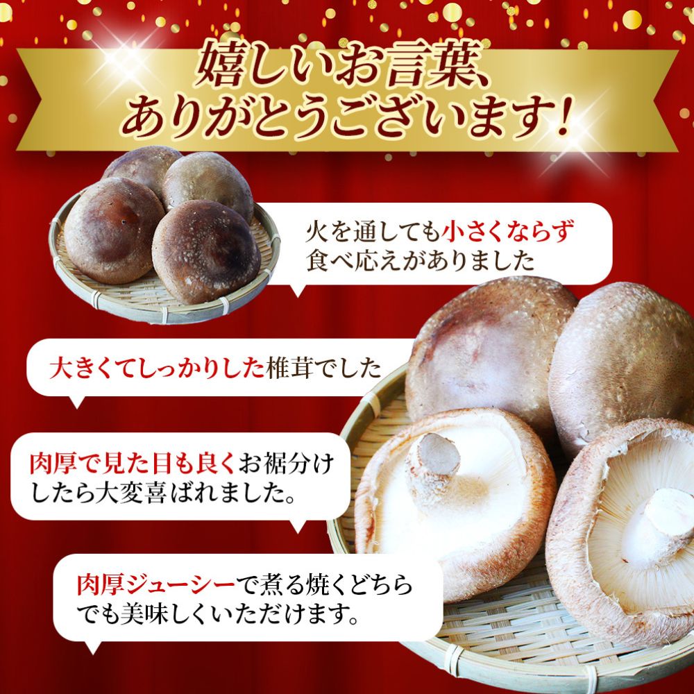 龍神マッシュの生しいたけ３袋セット / 肉厚 無農薬 菌床栽培 きのこ シイタケ 椎茸  和歌山県 田辺市【mas001】