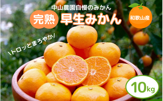 【先行予約】完熟早生みかん　宮川早生１０kg※2026年12月から順次発送予定※ 【期間限定・12/20まで受付】/ 和歌山県 ミカン フルーツ 果物 柑橘 田辺市 【nak007-1】