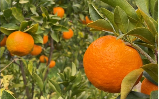 【期間限定】中山農園のポンカン４kg※1月から順次発送予定※ / 和歌山県 ぽんかん フルーツ 果物 柑橘 田辺市 【nak009-1】