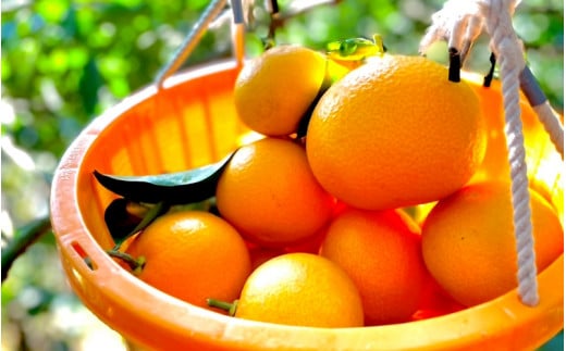 今期発送！ 紅八朔9kg※1月下旬から順次発送予定※ / 和歌山県 はっさく フルーツ 果物 柑橘 田辺市 みかん【nak013-1】