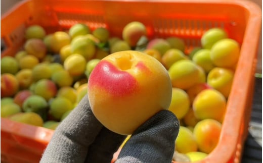 【期間限定・2026/5/15まで】中山農園の南高梅　完熟梅3kg※2026年6月中旬から順次発送予定※ / 紀州南高梅 梅干 梅ジュース 梅酒 和歌山県 【nak021】