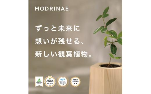 【どんぐりを育て、森に返す】 戻り苗 オリジナルデザイン対応 （ヒノキの鉢タイプ） 1セット ※2025年秋頃から配送 / 観葉植物 苗 苗木 植物 育苗 鑑賞 鉢植え 和歌山 ギフト 贈り物 どんぐり 紀州材 檜 ソマノベース 森【smn002】