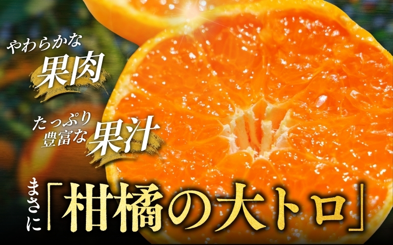 【先行予約】 せとか 5kg （2026年3月以降順次発送） / 柑橘の大トロ 高級 ブランド 希少 品種 和歌山蜜柑 和歌山ミカン 高級みかん 人気みかん みかんランキング 果物 くだもの フルーツ 柑橘 蜜柑 産地直送 国産 和歌山 【tcs009-1】