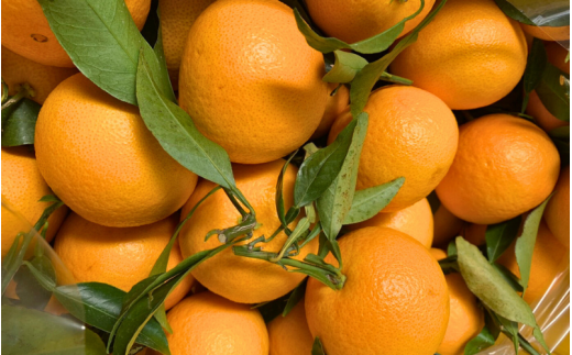 【先行予約】 春峰（しゅんぽう/はるかぜ） 5kg （2026年2～3月頃から順次発送予定） / みかん 和歌山蜜柑 和歌山ミカン 高級みかん 人気みかん みかんランキング 果物 くだもの フルーツ 柑橘 蜜柑 産地直送 国産 和歌山 【tcs010】