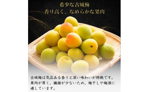 シロップ、梅酒に最適！【先行予約】 青梅【古城梅】 3kg（2026年5月頃から順次発送予定） / 生梅 梅酒 梅ジャム 梅シロップ 産地直送 国産 和歌山 【tcs020】