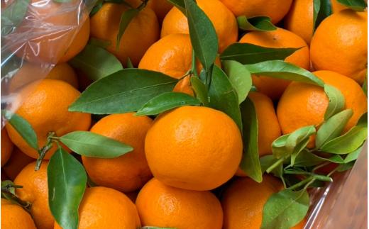 【先行予約】 完熟 越冬早生みかん3kg 【秀品】 （2026年1月以降順次発送予定） / 早生みかん 早生 ミカン 柑橘 フルーツ 果物 紀州産 和歌山県【tcs025】