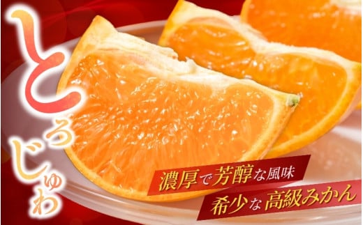 ＼数量限定／ 露地栽培のせとか 3kg / せとか 柑橘の大トロ 高級 ブランド 希少なせとか 品種 和歌山蜜柑 和歌山ミカン 高級みかん 人気みかん 果物 くだもの フルーツ 柑橘 蜜柑 産地直送 国産 和歌山 【tcs027】