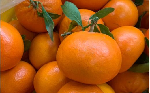  ＼先行予約／ れいこう 麗紅 5kg （2026年2月以降順次発送予定） / みかん 柑橘 珍しい ミカン 柑橘 フルーツ 果物 紀州産 和歌山県 田辺市【tcs028】