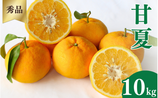 ＜先行予約＞甘夏【秀品】10kg ※2026年4月中旬～5月中旬頃に順次発送予定【期間限定・数量限定】 / 柑橘 季節限定 お取り寄せ 産地直送 贈答品 ギフト 果物 フルーツ 田辺市 和歌山県【ymh011】