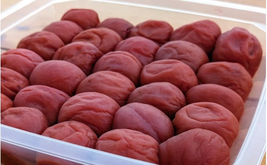 日向屋の紀州南高梅 しそ漬け梅 500g / 和歌山 田辺市 紀州南高梅 南高梅 梅干し 梅干 梅 うめ 肉厚 お米 おにぎり しそ漬け【hnt018】