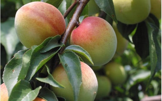 黒糖梅 A級品 250g×3個 計750g/ 紀州南高梅 A級 和歌山 和歌山県産 田辺市 南高梅 梅干し 梅干 梅 沖縄県産黒糖 黒糖【kfo012-1】