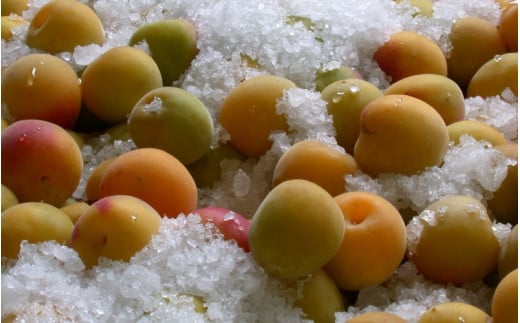 昔ながらのしょっぱい白干し梅 （塩分22％）３Ｌサイズ500g　 / 田辺市 紀州南高梅 南高梅 梅干し 梅干 梅 うめ 肉厚 お米 おにぎり 焼酎 梅酒 健康 白干し梅 塩分22％ ご飯のお供【kng014-1】