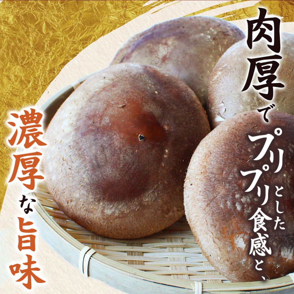 龍神マッシュの生しいたけ１０袋セット / 肉厚 無農薬 菌床栽培 きのこ シイタケ 椎茸  和歌山県 田辺市【mas003】