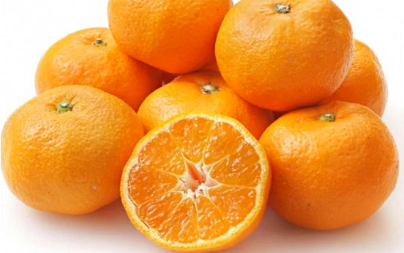 紀南の温暖な気候で育った田辺の温州みかん 10kg※11月下旬～12月下旬頃に順次発送予定【期間限定・先行予約・12/10まで】 / 和歌山県 温州みかん 柑橘 フルーツ 田辺市【mry017-2】