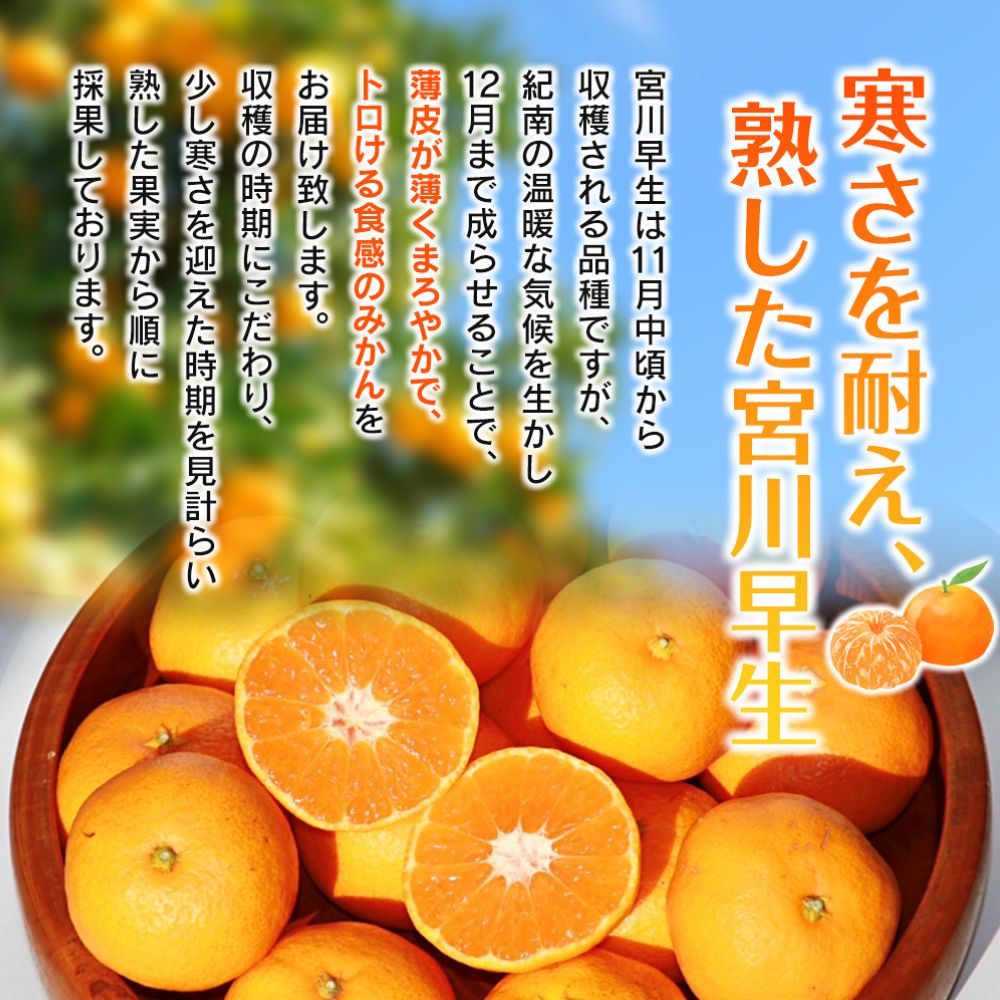 完熟早生みかん　宮川早生１kg※2025年12月から順次発送予定※【期間限定・12/31まで受付】 / 和歌山県 ミカン フルーツ 果物 柑橘 田辺市 【nak004】