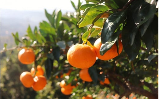 【先行予約】完熟早生みかん　宮川早生１０kg※2026年12月から順次発送予定※ 【期間限定・12/20まで受付】/ 和歌山県 ミカン フルーツ 果物 柑橘 田辺市 【nak007-1】