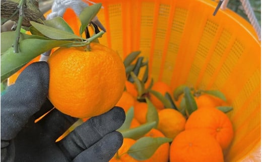 【期間限定】中山農園のポンカン１kg※1月から順次発送予定※ / 和歌山県 ぽんかん フルーツ 果物 柑橘 田辺市 【nak008】