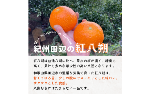 【期間限定・12/31まで】紅八朔１kg※1月下旬から順次発送予定※ / 和歌山県 はっさく フルーツ 果物 柑橘 田辺市 【nak011】