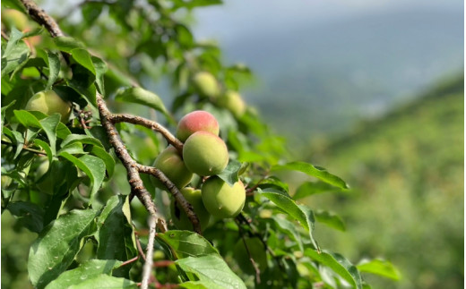 【期間限定・2026/4/30まで】中山農園の南高梅　青梅10kg※2026年5月下旬から順次発送予定※ / 紀州南高梅 梅シロップ 梅ジュース 梅酒 和歌山県 【nak019】