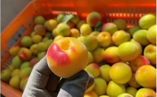 【期間限定・2026/5/15まで】中山農園の南高梅　完熟梅1kg※2026年6月中旬から順次発送予定※ / 紀州南高梅 梅干 梅ジュース 梅酒 和歌山県 【nak020-1】