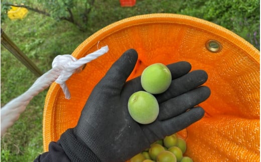 ＜先行予約＞【定期便】【期間限定・2026/4/30まで】中山農園「青梅」古城梅・南高梅各3kg / 紀州南高梅 梅シロップ 梅ジュース 梅酒 和歌山県 【nak039-tk】