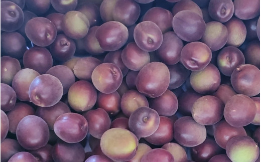 【2026年分先行予約】紫宝梅『ミスなでしこ®』【青梅：4kg】※2026年6月上中旬頃に順次発送予定【期間限定・先行予約・5/31まで】  / 田辺市 青梅 梅 紫宝梅 大梅 大玉 梅シロップ 梅酒【ngm004-1】