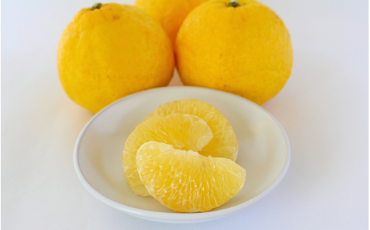 晩柑  はるか    三栖の『はるか』’ｓ11個入　 ※２月中旬～3月上旬頃に順次発送予定【期間限定・先行予約・1月末まで】 / 柑橘 果実酒 ピール マーマレード  さっぱり 田辺市 希少 晩柑【ngm008-2】