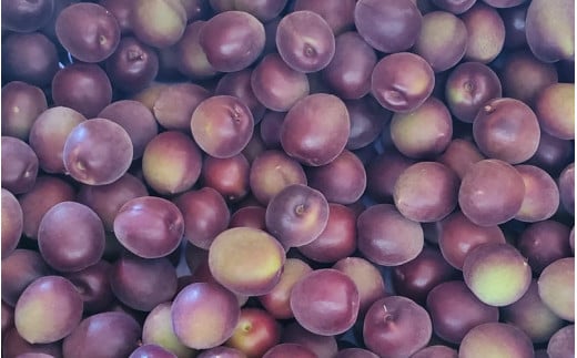 【2026年分先行予約】紫宝梅『ミスなでしこ®』【青梅：1kg】※2026年6月上中旬頃に順次発送予定【期間限定・先行予約・5/30まで】  / 田辺市 青梅 梅 紫宝梅 大梅 大玉 梅シロップ 梅酒【ngm009】