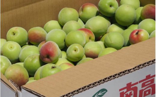 【先行予約】ふわっと香る紀州南高梅　青梅3kg ※2026年5月下旬～7月上旬に順次発送予定【期間限定：2026年6月15日まで】 / 和歌山 田辺市 紀州南高梅 南高梅 梅干し 梅干 梅 うめ 青梅 梅シロップ 梅酒 【nok001】