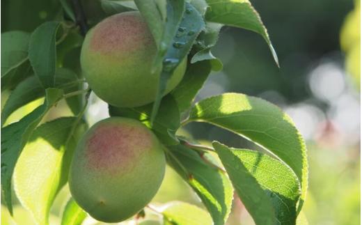 【先行予約】ふわっと香る紀州南高梅　青梅2kg ※2026年5月下旬～7月上旬頃に順次発送予定【期間限定：2026年6月15日まで】 / 和歌山 田辺市 紀州南高梅 南高梅 梅干し 梅干 梅 うめ 青梅 梅シロップ 梅酒 【nok004】