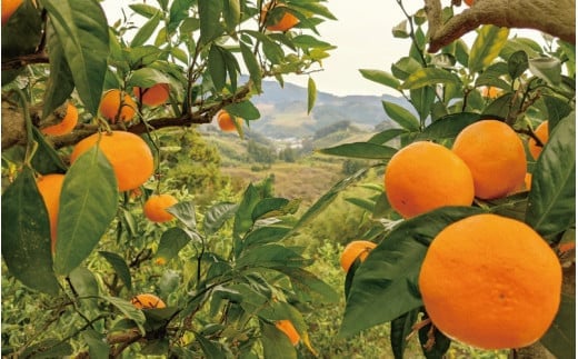 ＜先行予約＞ひなたのみかん　5kg(箱込み） ※2025年12月頃に順次発送予定【期間限定・2025/12/25まで】 / 田辺市 みかん 期間限定 先行予約 ミカン 和歌山 紀州【okm005】