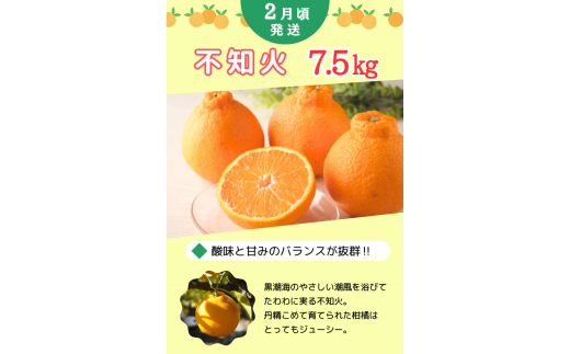 【先行予約】【全3回定期便】紀州田辺産　厳選みかん３回コース【期間限定：2025/11/30まで】 / 田辺市 よってって みかん 不知火 温州みかん 清見柑 しらぬい きよみ ミカン 温州ミカン 3回コース【prs004-tk】