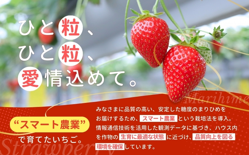 ＼先行予約／ 【化粧箱付き】いちご まりひめ 2Lサイズ 約500g（15粒） 2025年12月頃から順次発送 / いちご 和歌山 果物 フルーツ 野菜 苺 冷蔵 冬 ギフト 贈答 12月 1月 2月 【tcs001】