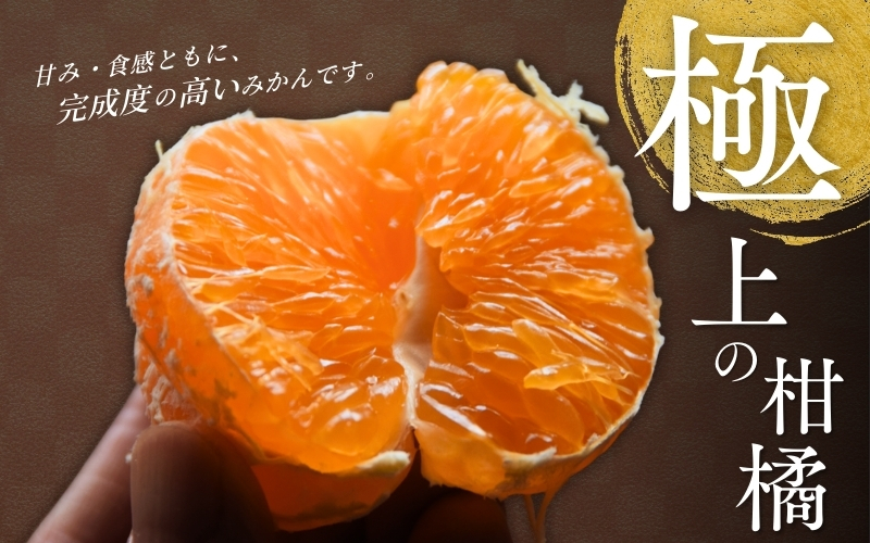 【先行予約】 せとか 5kg （2026年3月以降順次発送） / 柑橘の大トロ 高級 ブランド 希少 品種 和歌山蜜柑 和歌山ミカン 高級みかん 人気みかん みかんランキング 果物 くだもの フルーツ 柑橘 蜜柑 産地直送 国産 和歌山 【tcs009-1】