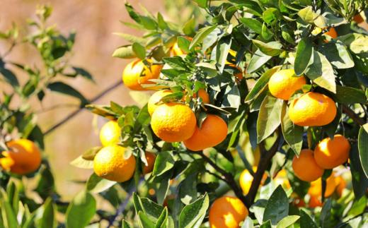 【先行予約】 完熟 越冬早生みかん3kg 【秀品】 （2026年1月以降順次発送予定） / 早生みかん 早生 ミカン 柑橘 フルーツ 果物 紀州産 和歌山県【tcs025】