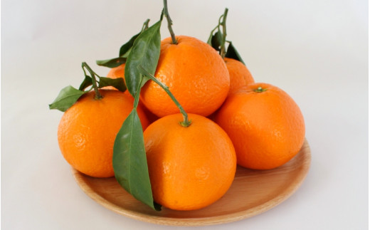 ＜先行予約＞きよみ【秀品】5kg ※2026年3月中旬～4月中旬頃に順次発送予定【期間限定・数量限定】 / 柑橘 季節限定 お取り寄せ 産地直送 贈答品 ギフト 果物 フルーツ 田辺市 和歌山県【ymh007】