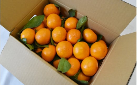 【2026年分先行予約】大坊の越冬木熟みかん 3kg ※2026年1月上旬～2月上旬頃に順次発送予定【期間限定・数量限定】 / みかん 蜜柑 3キロ お取り寄せ 産地直送 贈答品 ギフト 果物 くだもの フルーツ 田辺市 和歌山県【ymh021】