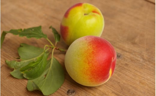 紀州南高梅 白干し梅（塩分約20%）500g  / 和歌山 田辺市 紀州南高梅 南高梅 梅干し 梅干 梅 うめ 肉厚 お米 おにぎり 焼酎 梅酒 健康 白干し【hnt016】