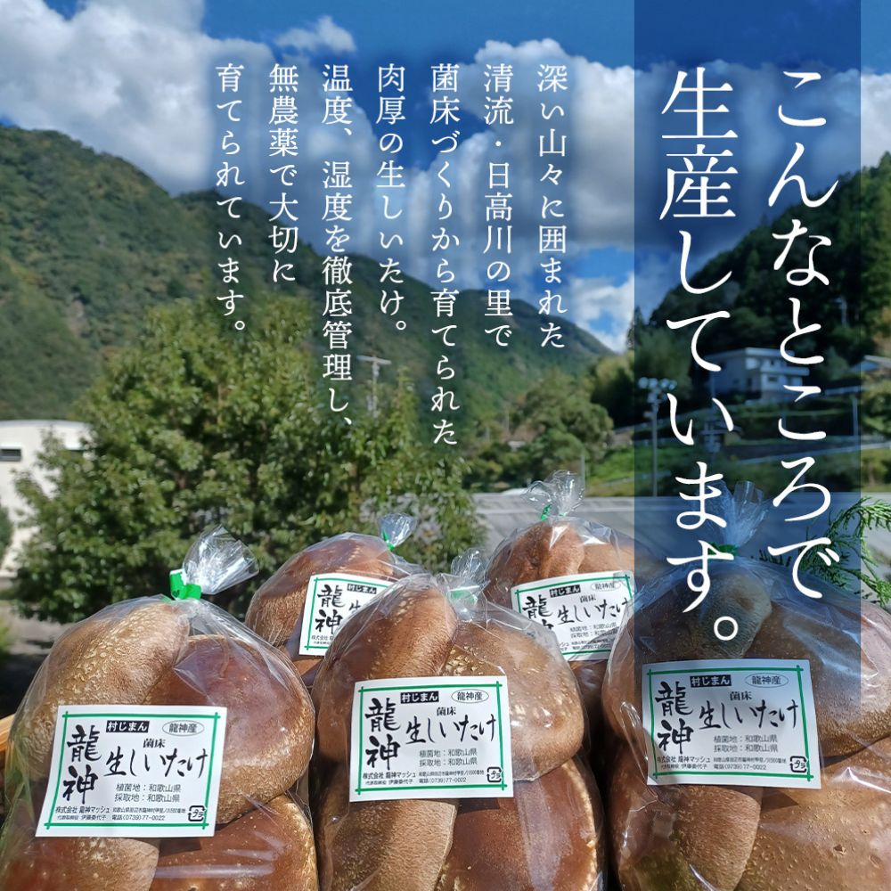龍神マッシュの生しいたけ５袋セット / 肉厚 無農薬 菌床栽培 きのこ シイタケ 椎茸  和歌山県 田辺市【mas002】
