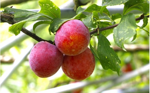 先行予約 すもも（フランコ）2kg  ※6月中旬～7月中旬頃に順次発送予定【期間限定・2026/6/20まで】 / スモモ お取り寄せ 期間限定 夏 フルーツ 果物 サンタローザ 和歌山県 田辺市【mtm003-1】