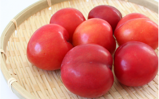 先行予約 すもも（大石）1.8kg ※5月下旬～6月中旬頃に順次発送予定【期間限定・2026/5/31まで】 / スモモ お取り寄せ 期間限定 夏 フルーツ 果物  和歌山県 田辺市【mtm006-2】