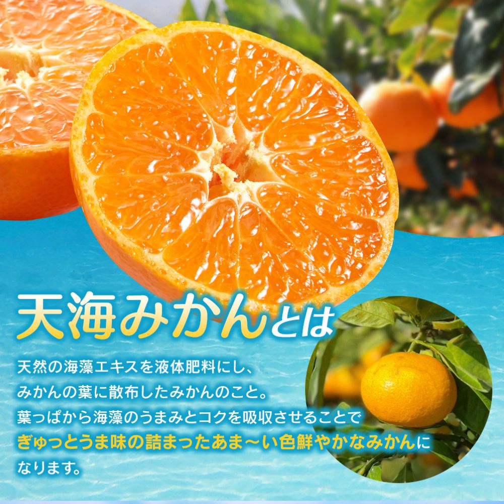 完熟早生みかん　宮川早生３kg※2025年12月から順次発送予定※ 【期間限定・12/20まで受付】/ 和歌山県 ミカン フルーツ 果物 柑橘 田辺市 【nak005-1】