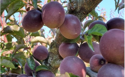 【2026年分先行予約】紫宝梅『ミスなでしこ®』【青梅：4kg】※2026年6月上中旬頃に順次発送予定【期間限定・先行予約・5/31まで】  / 田辺市 青梅 梅 紫宝梅 大梅 大玉 梅シロップ 梅酒【ngm004-1】